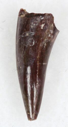 Eryops Tooth From Oklahoma - Giant Permian Amphibian #33547